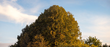 colorful autumn trees growing in Poland