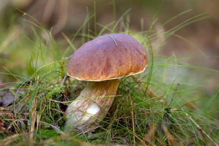 edible mushroom growing in the forestの写真素材