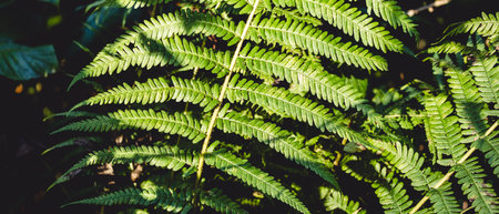 a large fern leaf in the forestの写真素材