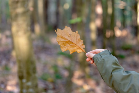 girl holding an oak leaf