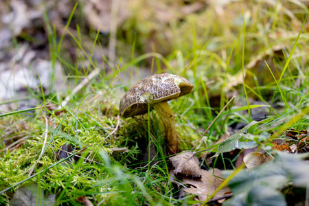 edible mushroom growing in the forestの写真素材