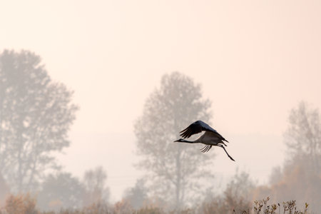 Cranes in a field in the fogの写真素材