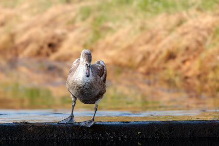 Young swans on the waterの写真素材