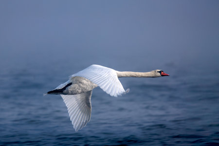 A swan in flight over water in the fogの写真素材