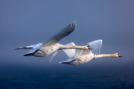 A swan in flight over water in the fogの写真素材