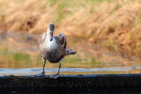 Young swans on the waterの写真素材