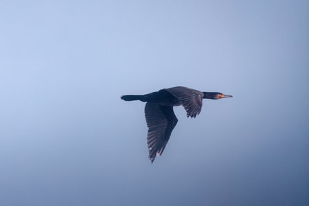A cormorant flying over the waterの写真素材