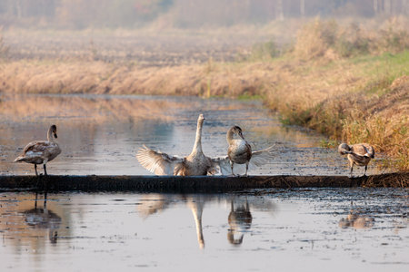 Young swans on the waterの写真素材