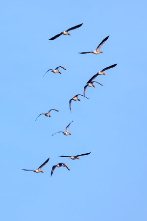 a flock of ducks flying away in the skyの写真素材