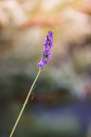 close-up of lavender during sunsetの写真素材