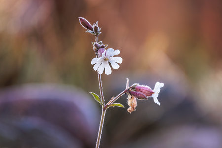 Silene latifolia at sunsetの写真素材