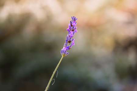 close-up of lavender during sunsetの写真素材