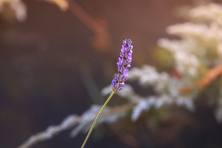 close-up of lavender during sunsetの写真素材