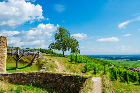 sunny french vineyards in alsaceの写真素材
