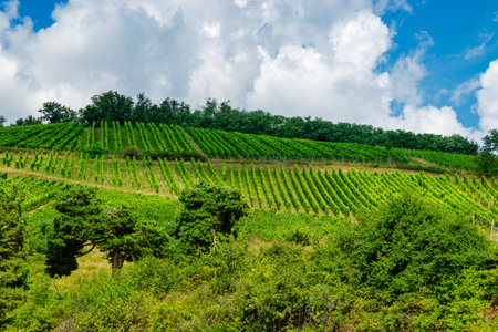 sunny french vineyards in alsaceの写真素材