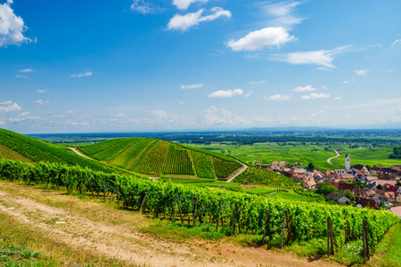 sunny french vineyards in alsaceの写真素材