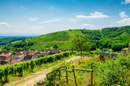 sunny french vineyards in alsaceの写真素材