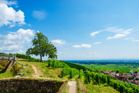 sunny french vineyards in alsaceの写真素材