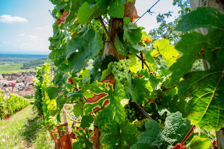 sunny french vineyards in alsaceの写真素材