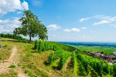 sunny french vineyards in alsaceの写真素材