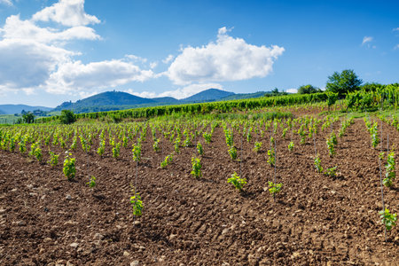 sunny slopes of the vineyard in Alsaceの写真素材