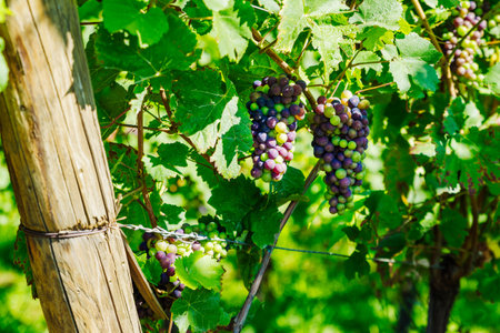 sunny slopes of the vineyard in Alsaceの写真素材