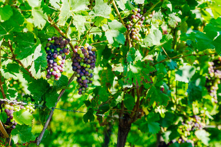 sunny slopes of the vineyard in Alsaceの写真素材