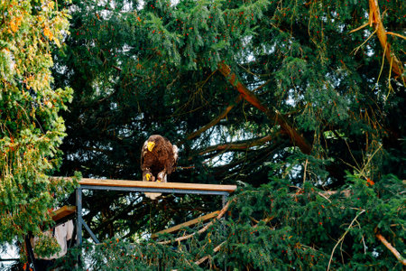 a great eagle walking on the groundの写真素材