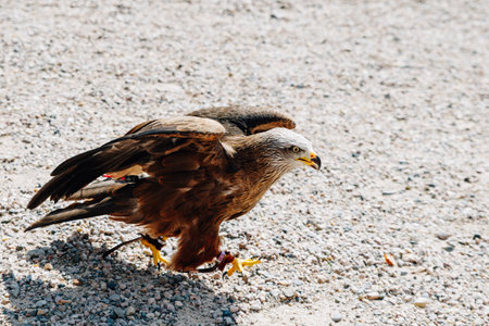a great eagle walking on the groundの写真素材