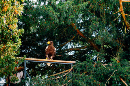 a great eagle walking on the groundの写真素材