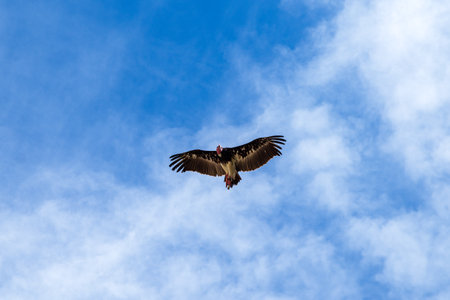 a large vulture flying overheadの写真素材
