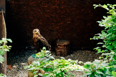 a great eagle on the groundの写真素材