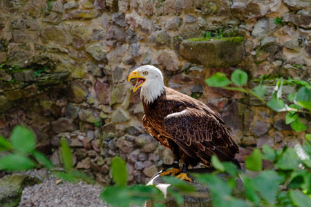 a great eagleの写真素材