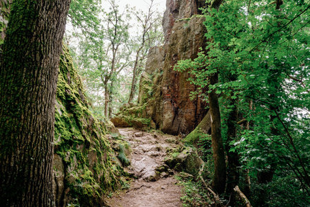 mountain trail leading to the Ribeauville ChÃ¢teau de Saint-Ulrich castleの写真素材