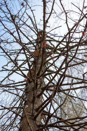 a large fungus growing on an old treeの写真素材
