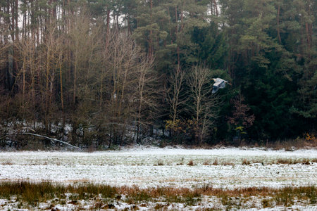 Grey Heron captured in flightの写真素材