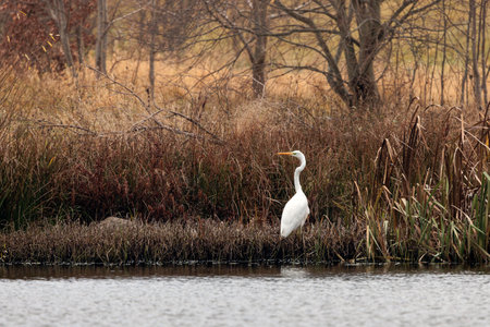 white heron hunting in a pondの写真素材
