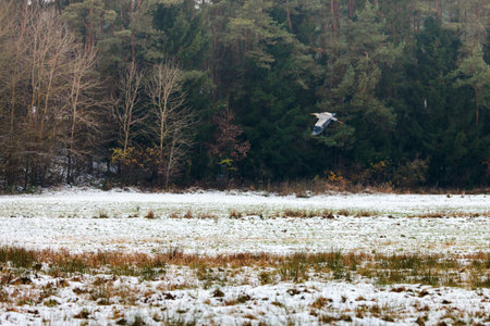 Grey Heron captured in flightの写真素材