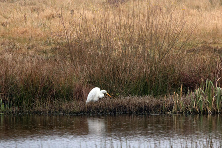 white heron hunting in a pondの写真素材