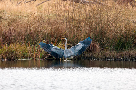 grey heron hunting in a pondの写真素材