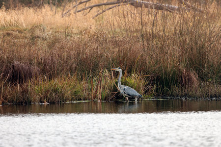 grey heron hunting in a pondの写真素材