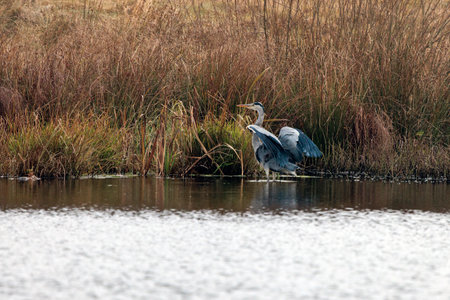 grey heron hunting in a pondの写真素材