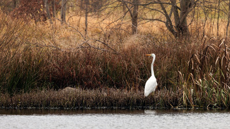 white heron hunting in a pondの写真素材