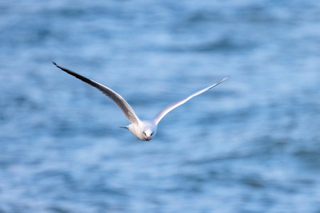 black-headed seagull over the waterの写真素材