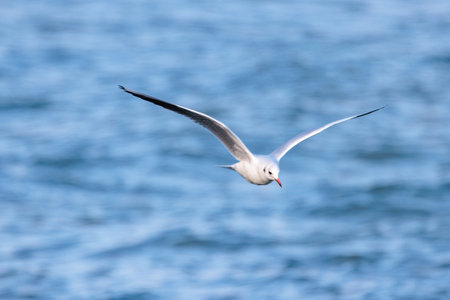 black-headed seagull over the waterの写真素材