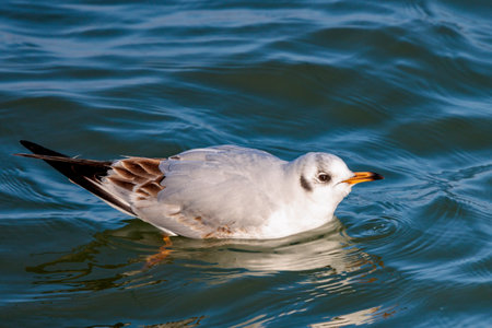 black-headed seagull over the waterの写真素材