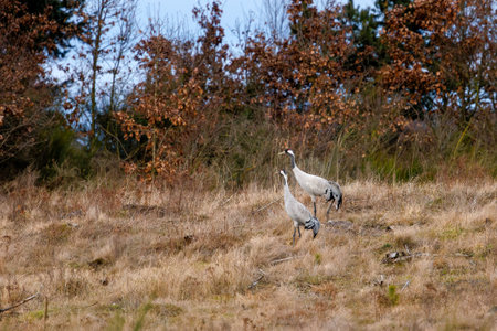 a pair of cranes in early springの写真素材