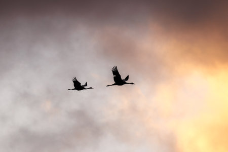 a pair of cranes in early springの写真素材