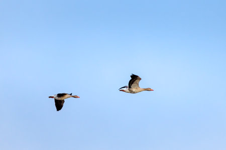 geese returning after winterの写真素材