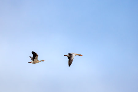 geese returning after winterの写真素材